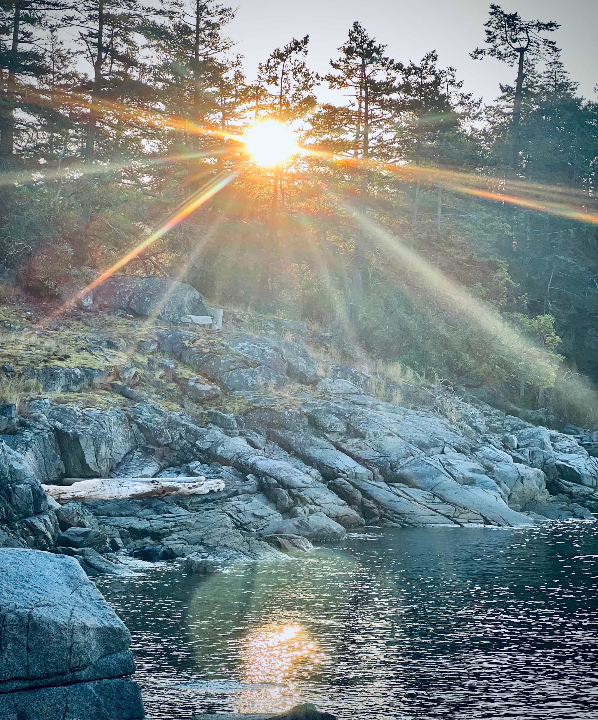 Sun shining through trees above a rocky shoreline